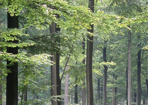 Définition  Forêt tempérée