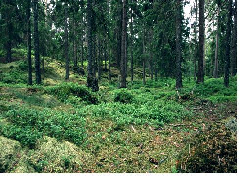 Définition  Forêt tempérée